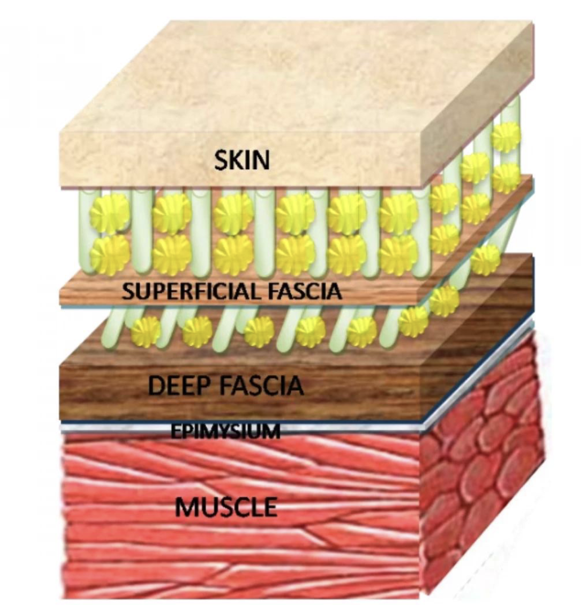 Layered anatomy of skin, superficial fascia, deep fascia, epimysium, and muscle illustrating fascial structure and tissue gliding relationships