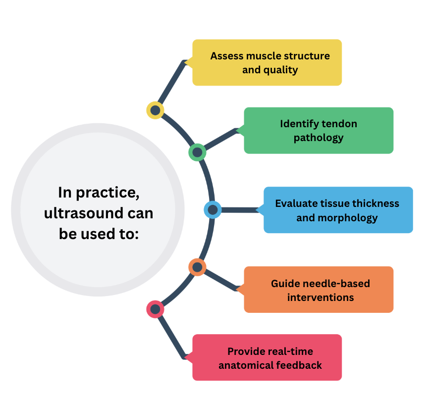 Infographic illustrating clinical uses of ultrasound including muscle assessment, tendon pathology evaluation, tissue morphology analysis, and guiding needle interventions.