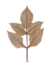 Dry Leaf