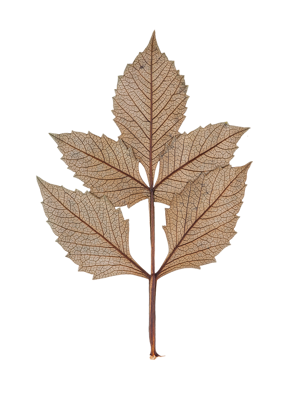 Dry Leaf