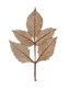 Dry Leaf