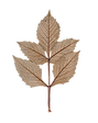 Dry Leaf
