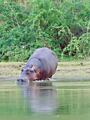 Hippo at Galamuka