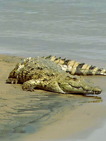 Crocodile at Galamuka
