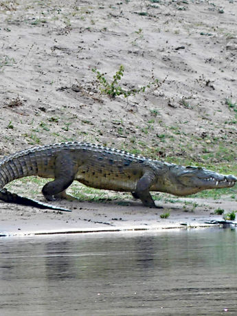 Crocodile at Galamuka