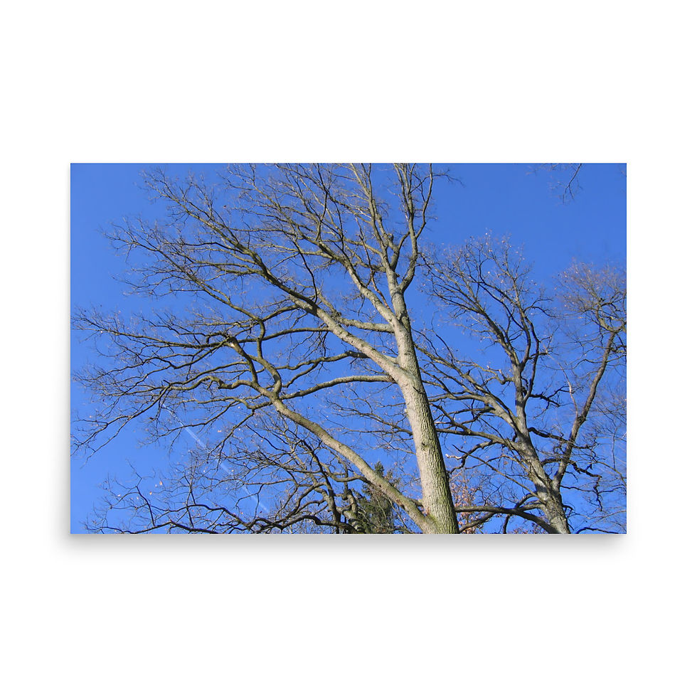 Thumbnail: Branches over blue sky