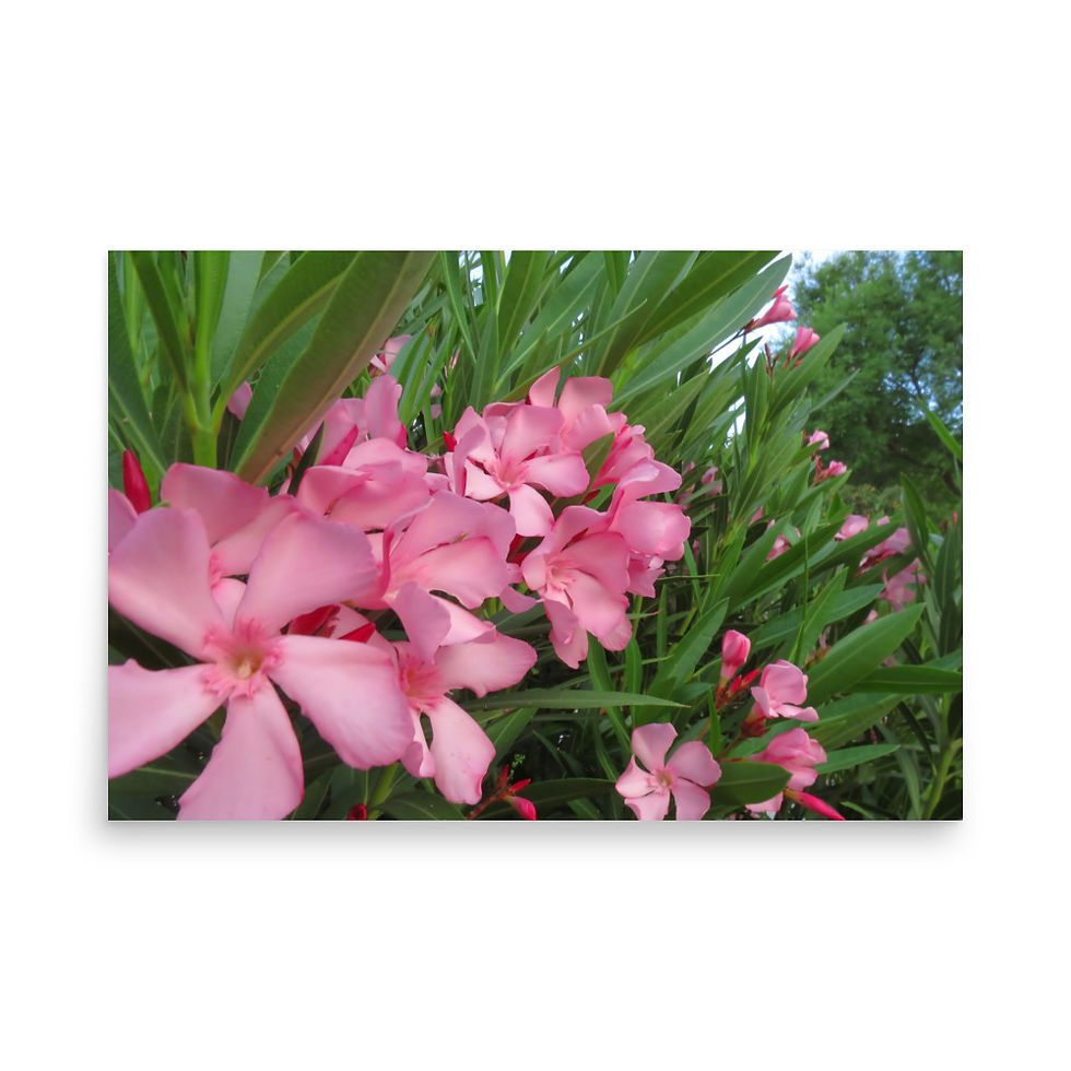 Thumbnail: Pink flowers