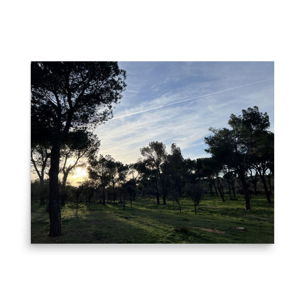 Sunset between the pine trees