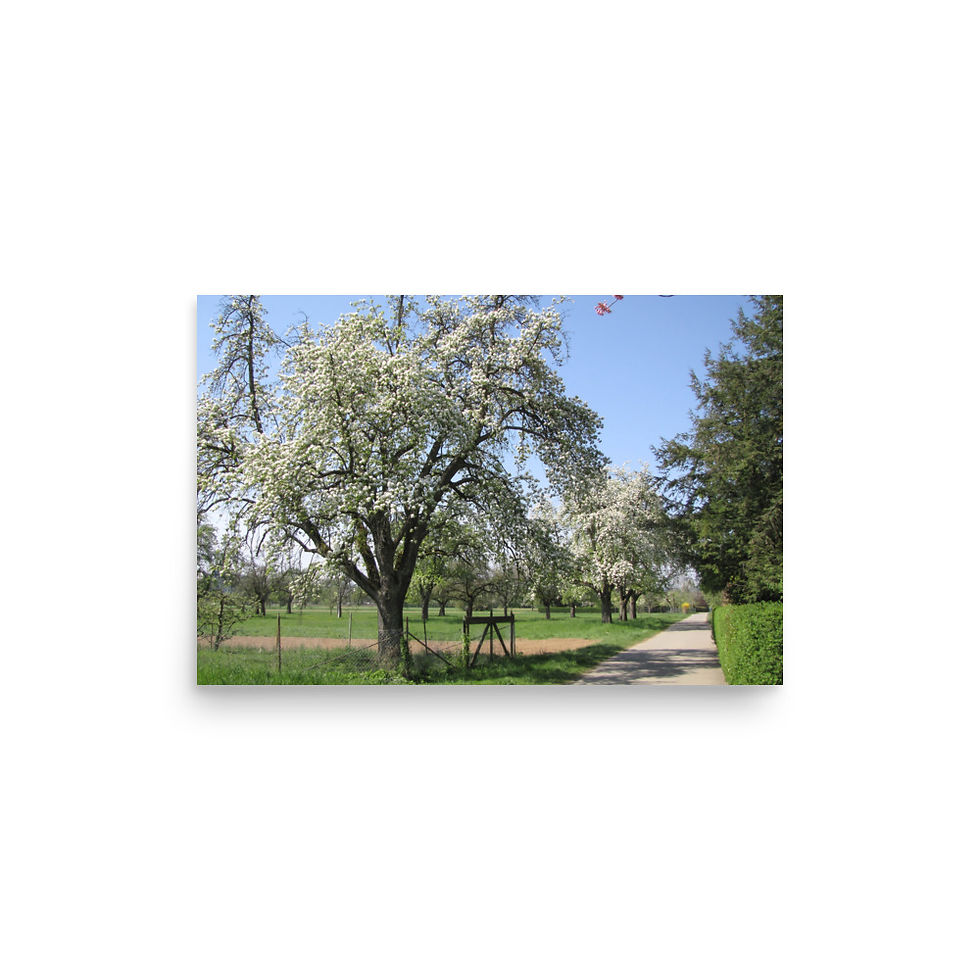 Thumbnail: Tree in white