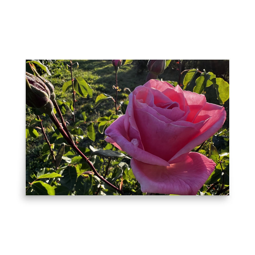Thumbnail: The older rose in the garden