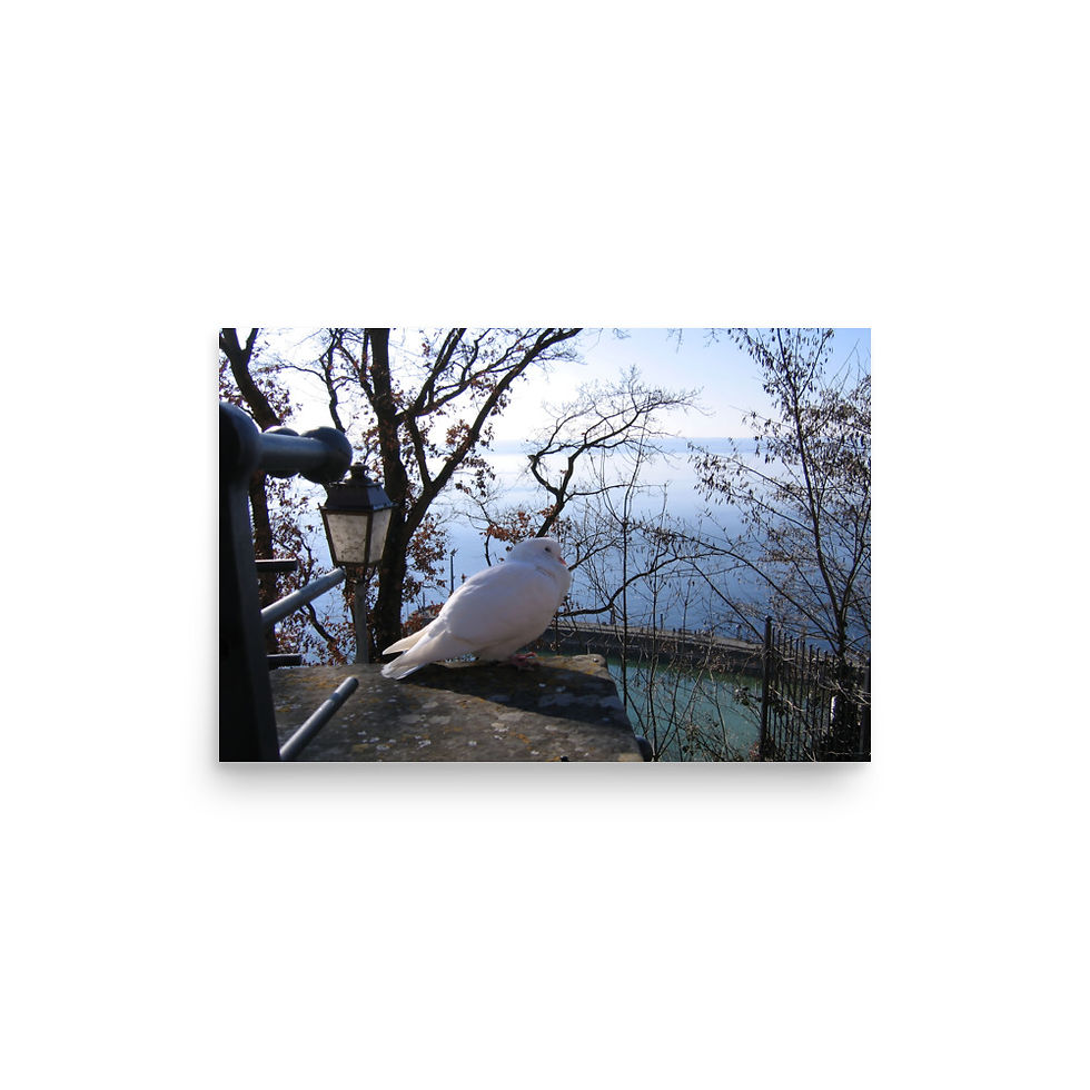 Thumbnail: The pigeon and the lake