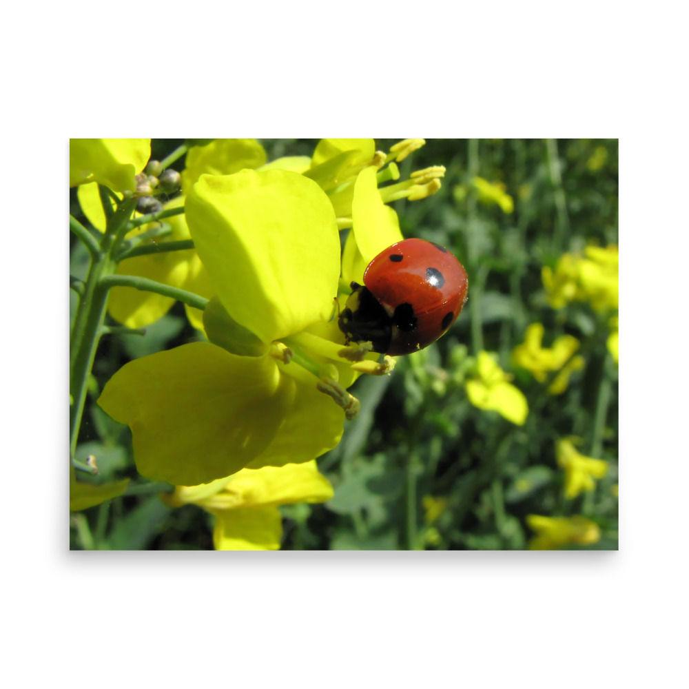 A ladybug on a field