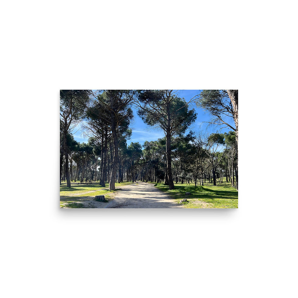 Thumbnail: Mediterranean pine tree forest