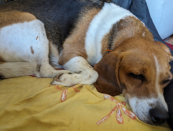 Hundeakupunktur Pferdeakupunktur Chinesische Medizin