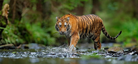 La Tigre nel Bosco Interiore