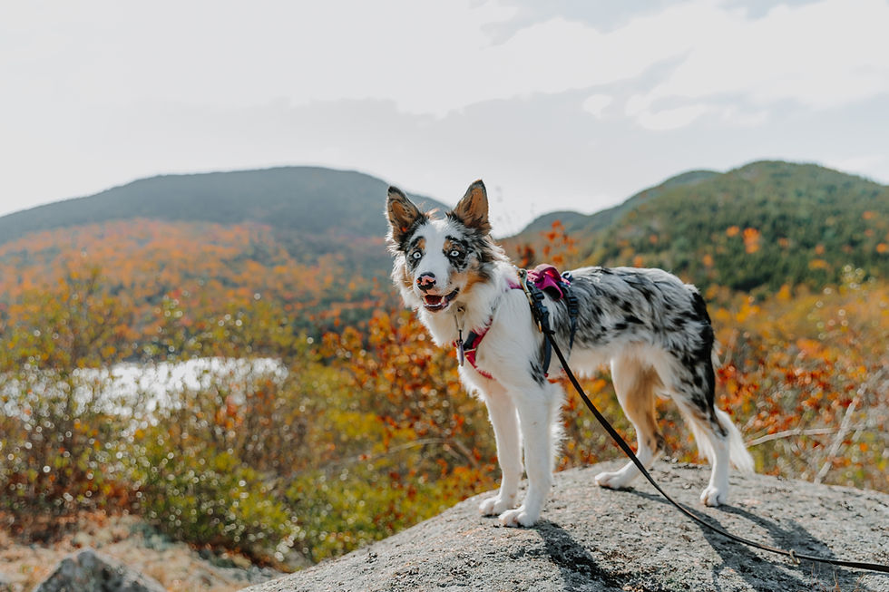 Zion at Connor's Nubble | October 2025