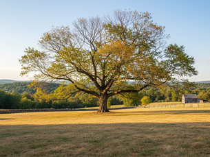 Summer Heat Stress in Hudson Valley Maples and Oaks Signs of Wilted and Browning Leaves