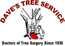 Daves-Tree-Service-Rhinebeck.png