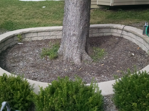 How to Raise Ground Level Without Harming Trees