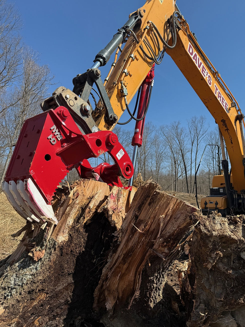 Dutchess-County-tree-services.jpg