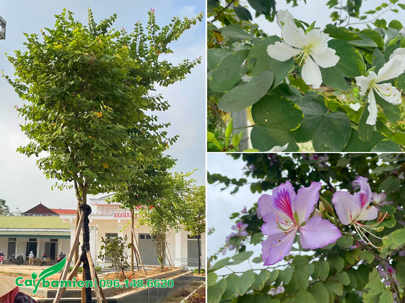 Đây vốn là cây bóng mát công trình kích thước lớn