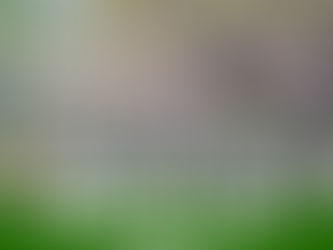 Cây Ba Miền (Caybamien) - Chuyên cây xanh cây công trình