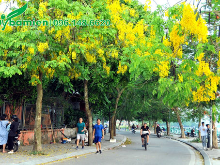 Cách trồng và chăm sóc cây osaka vàng ra hoa đẹp