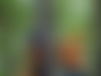 Benefits of Professional Tree Removal Services