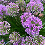 IMG_5129.jpeg