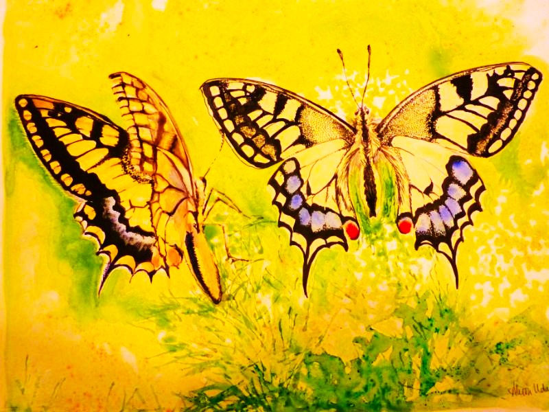 Watercolour and pen and ink illustrations of yellow black and red Swallow tailed butterflies.