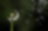 Dente de leão2.jpg