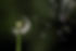 Dente de leão2.jpg