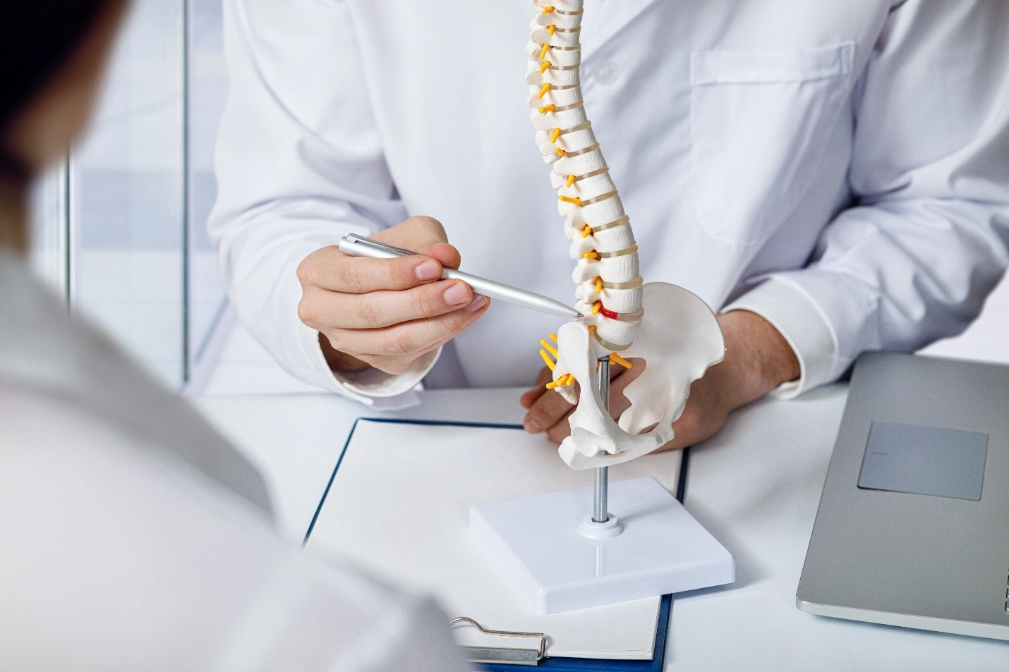 model-spine.jpg