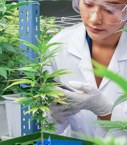 Cannabis indoor grow worker _edited.jpg