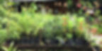 Bangsar Nursery-Free tress.jpg