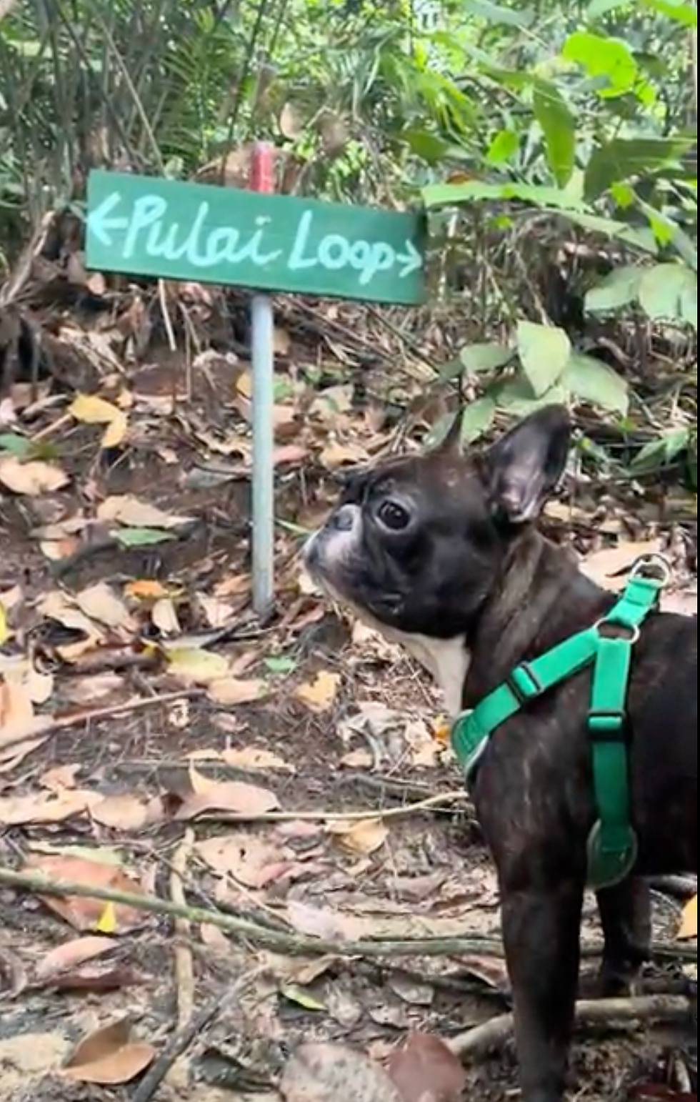 Greenie Solutions-Cooper-Pulai Trail.png