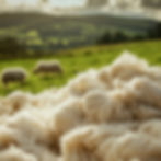 field-with-sheep-background-words-sheep.jpg