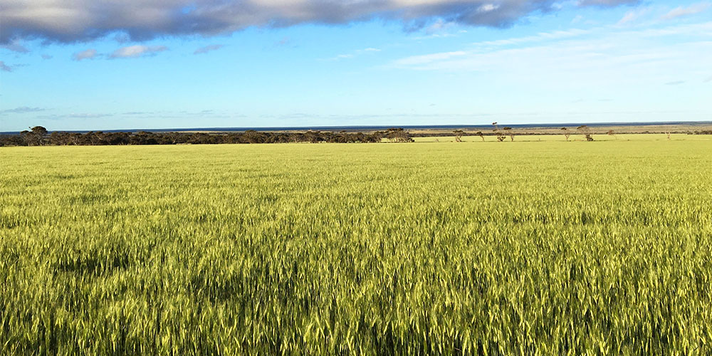 Australian grain very competitive but execution is difficult