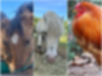 Ponies, Chickens and Ducks draft.JPG