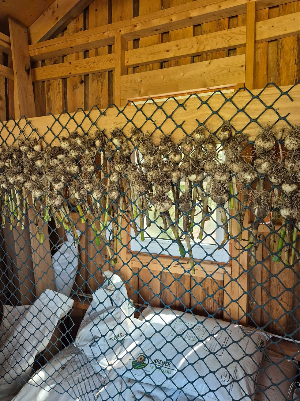 From Garlic to Flowers: Making the Most of Our Drying Shed