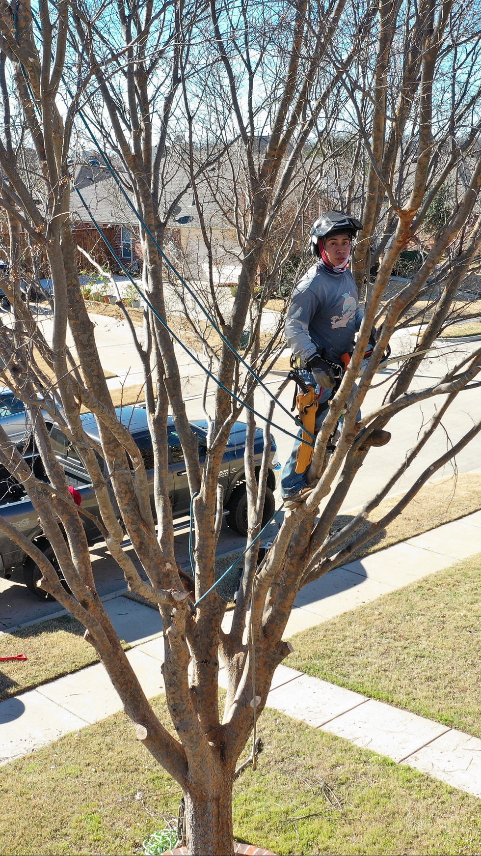 Learn why it is important to prune trees before June.