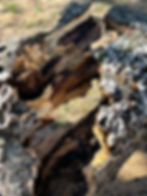 This dying tree has a fungus on the outside and root rot.