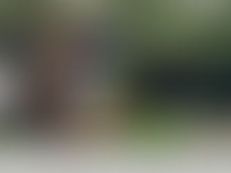 Just because trees look sturdy and green doesn't mean they are safe!