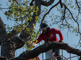 Pruning Live Oaks in Lewisville, TX: Why Timing and Technique Matter