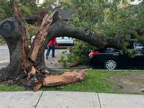 Structural tree damage caused this tree to fall