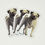 Thumbnail: Pug Dog Vinyl Sticker
