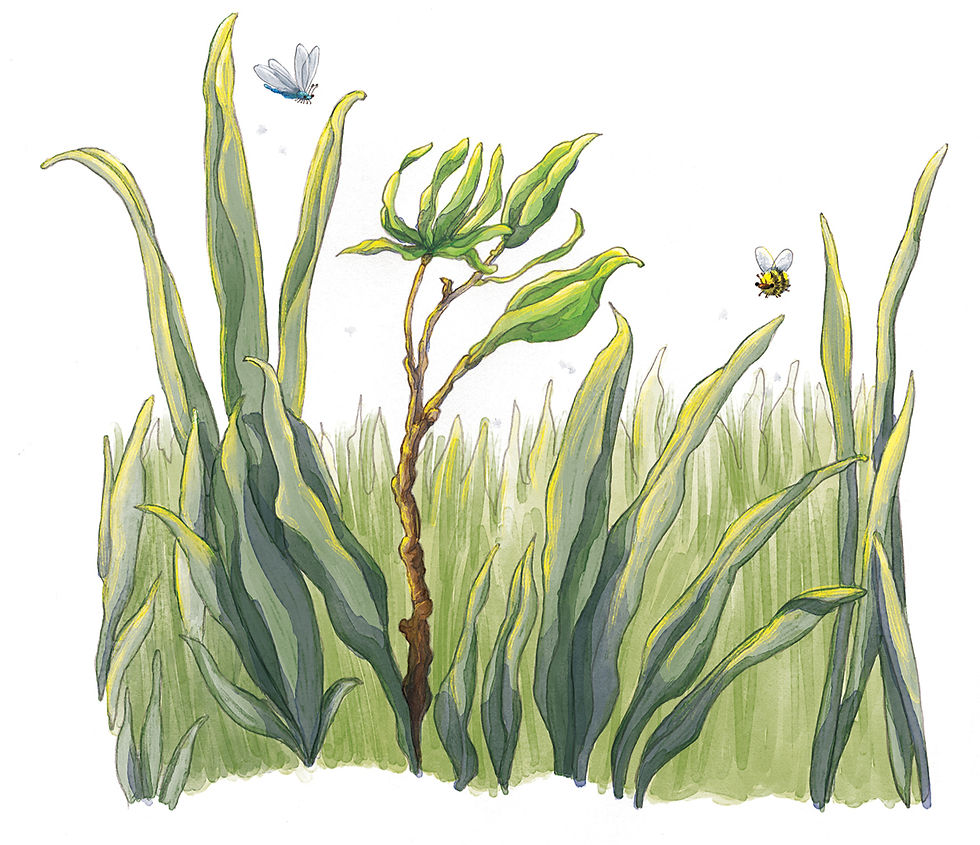 Eye-level view of a colorful children's book illustration featuring a whimsical forest scene