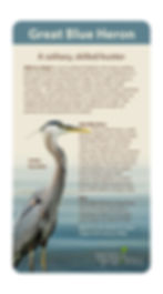 Birds - Great Blue Heron