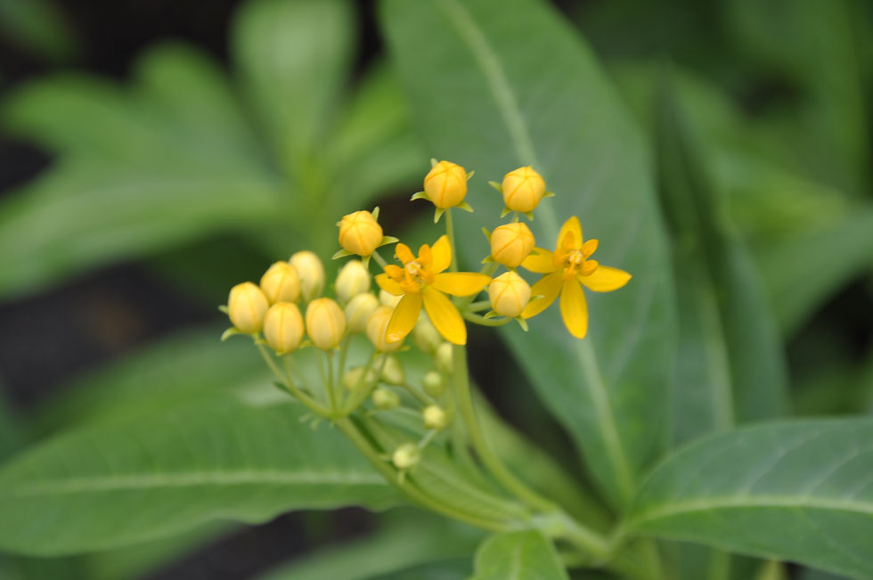 Yellow Flowers - Hola Sunshine.