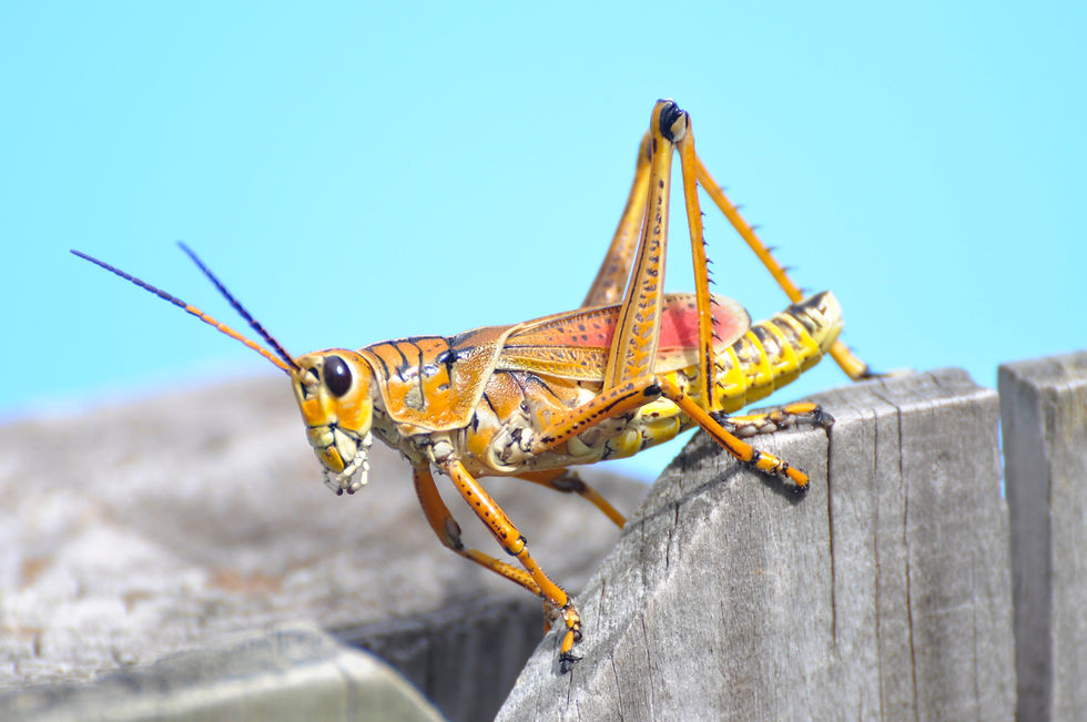 Grasshopper Close-Up